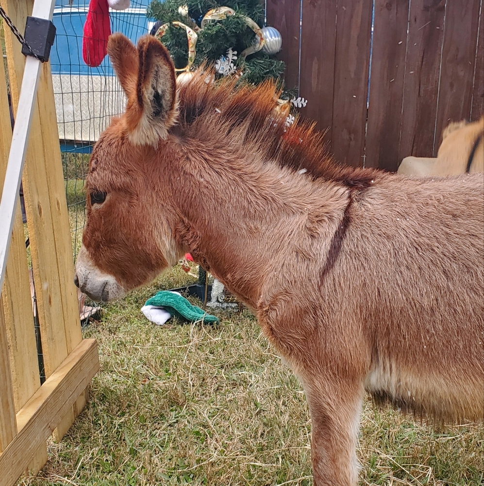 Donkey